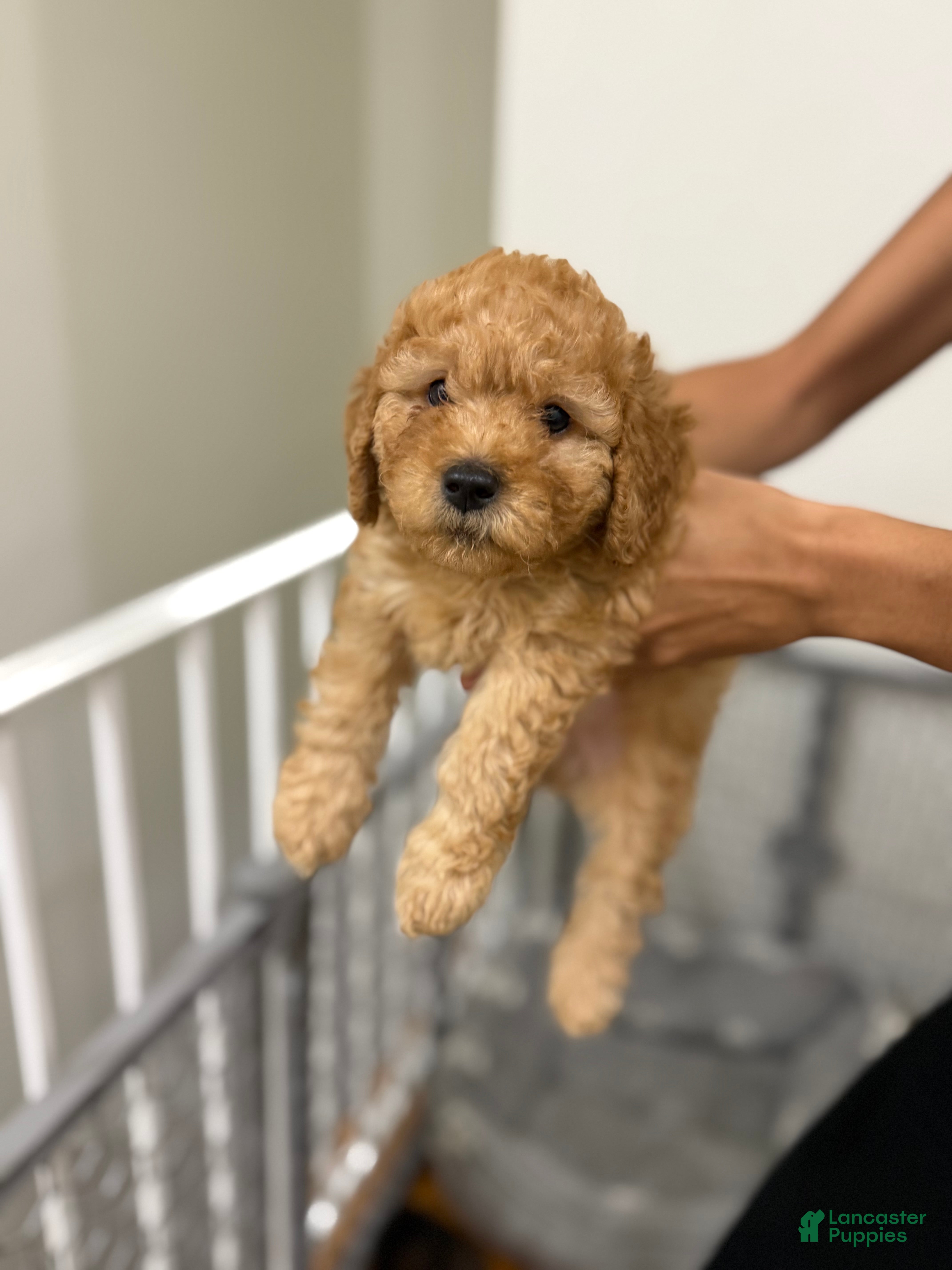 Mixed Breed dogs Mixed Breed 6 - Ad 25