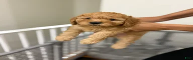Mixed Breed 6