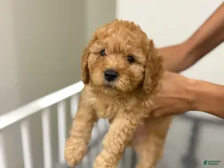 Mixed Breed dogs Mixed Breed 6 - Ad 25
