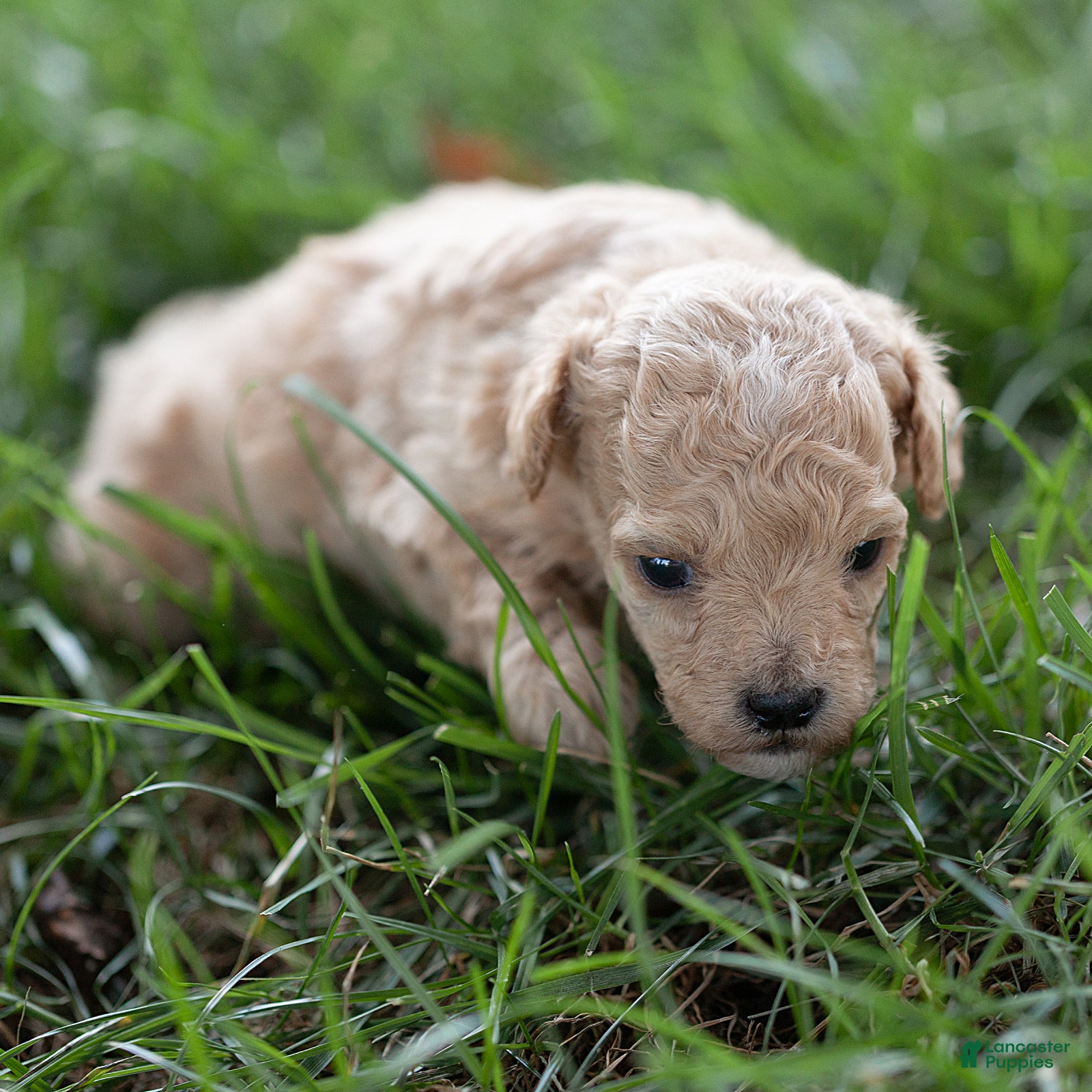 Maltipoo dogs Minnie Maltipoo  - Ad 2