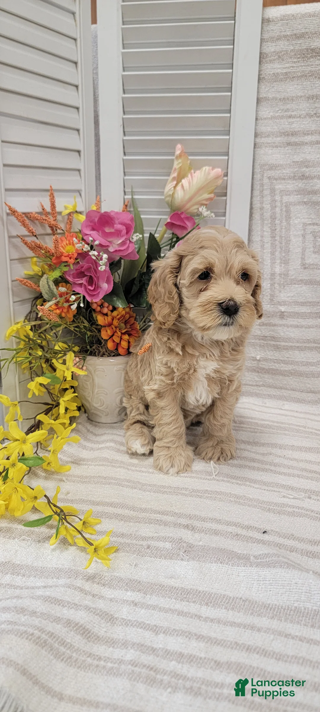 Cockapoo dogs for sale: Sparky - Ad 11