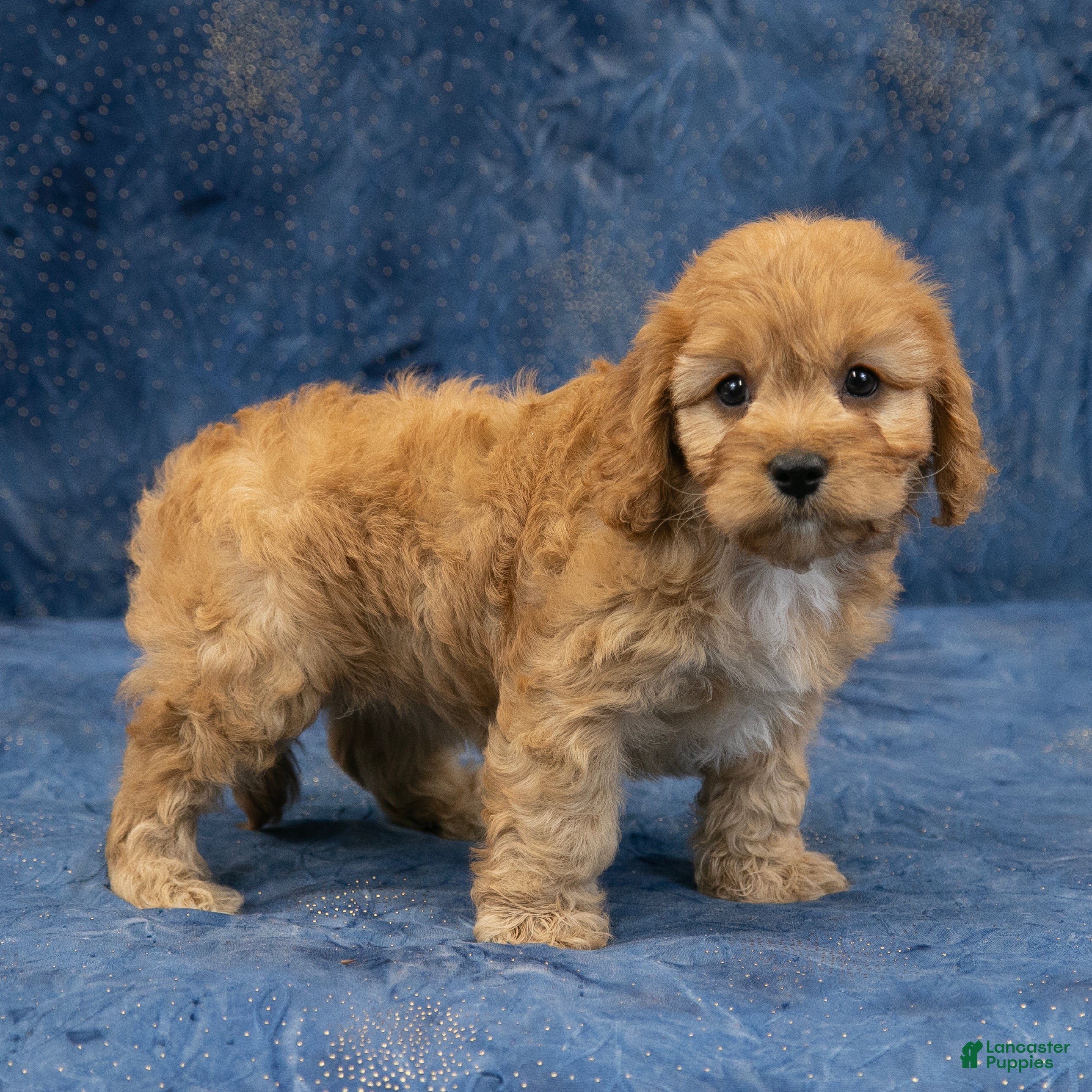 Cavapoo dogs Diamond - Ad 13