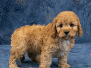Cavapoo dogs Diamond - Ad 13