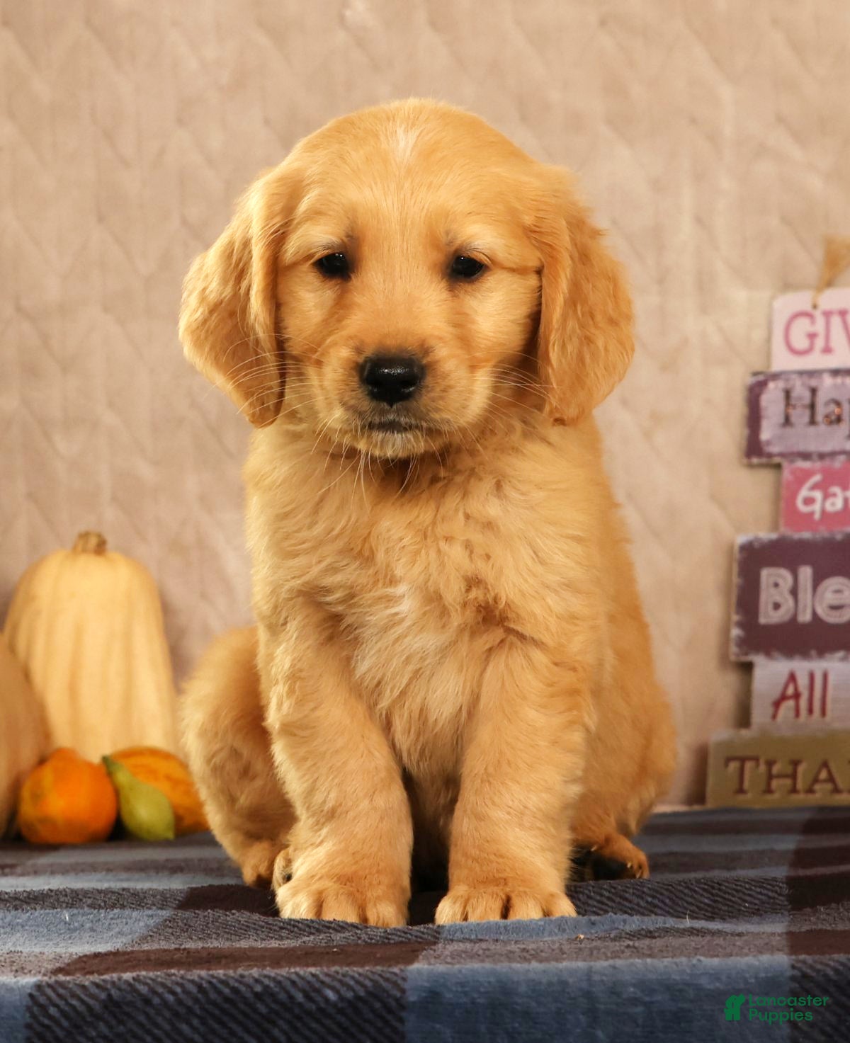 Golden Retriever dogs Jasper - Ad 1