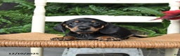 Miniature Dachshund dogs for sale: Donner - Ad 4