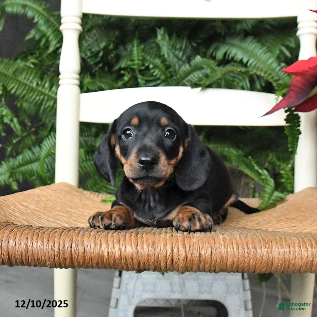Miniature Dachshund dogs for sale: Donner - Ad 4