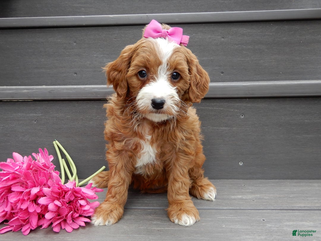 Mini Goldendoodle dogs for sale: Milo - Ad 9