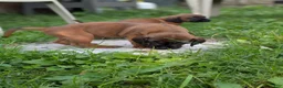 Other breed dogs for sale: Bavarian Mountain Hound - Ad 3