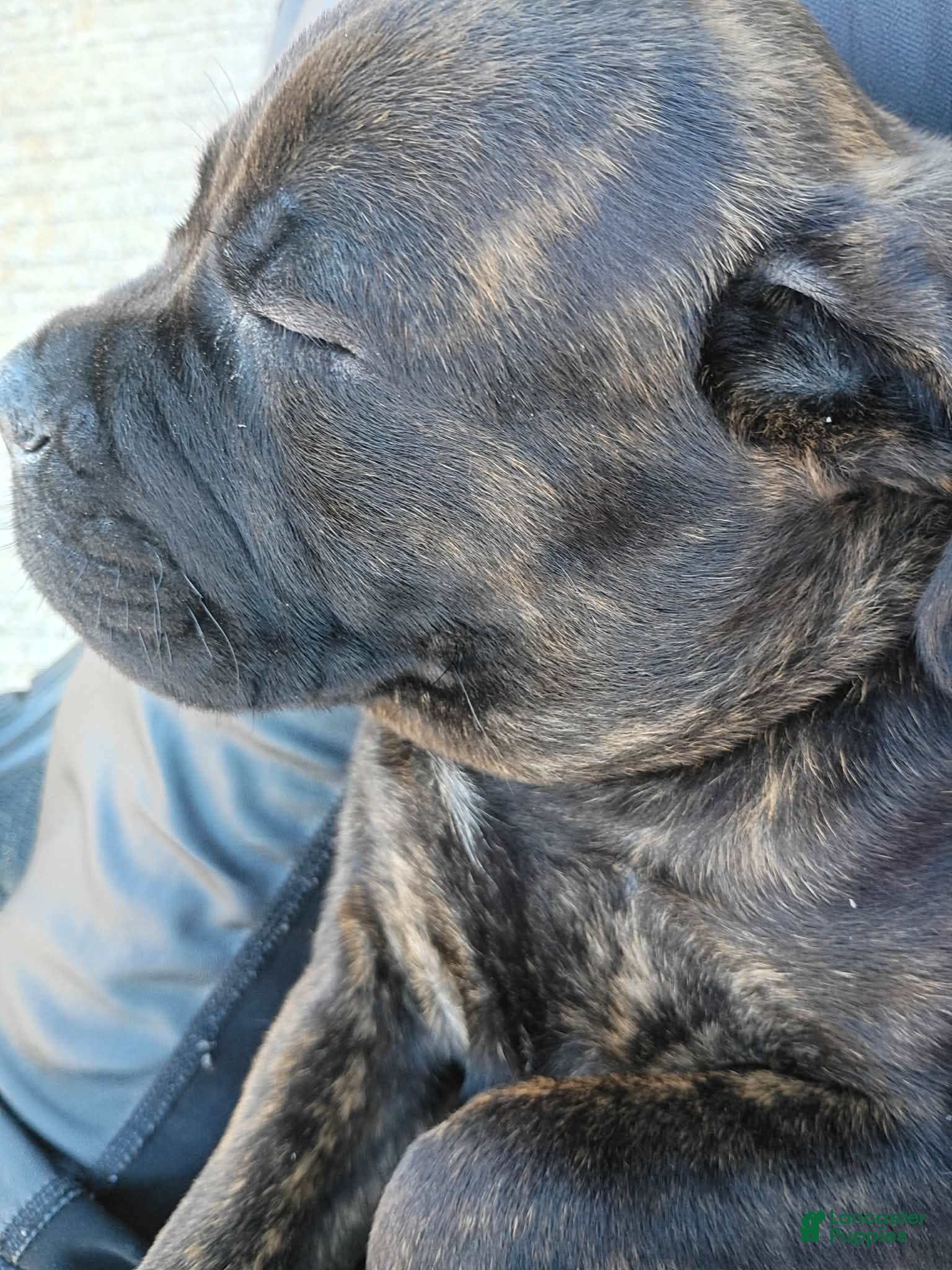 Mixed Breed dogs Mixed Breed Puppy 1 - Ad 11