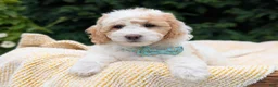 Mini Goldendoodle dogs for sale: Princess - Ad 4
