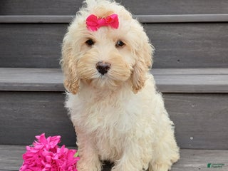 Cockapoo dogs - Ad 15