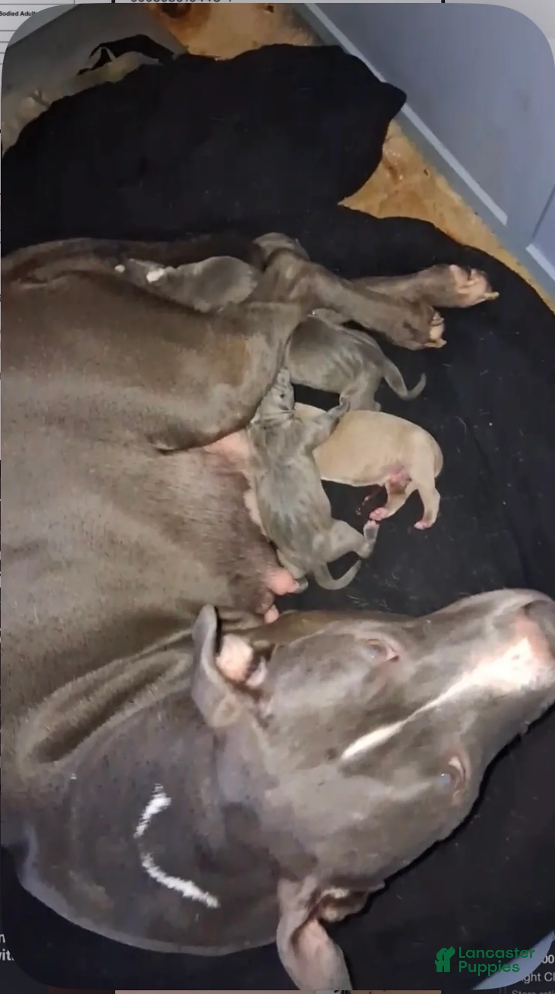 American Pit Bull Terrier dogs for sale: American Pit Bull Terrier Puppy 1 - Ad 3