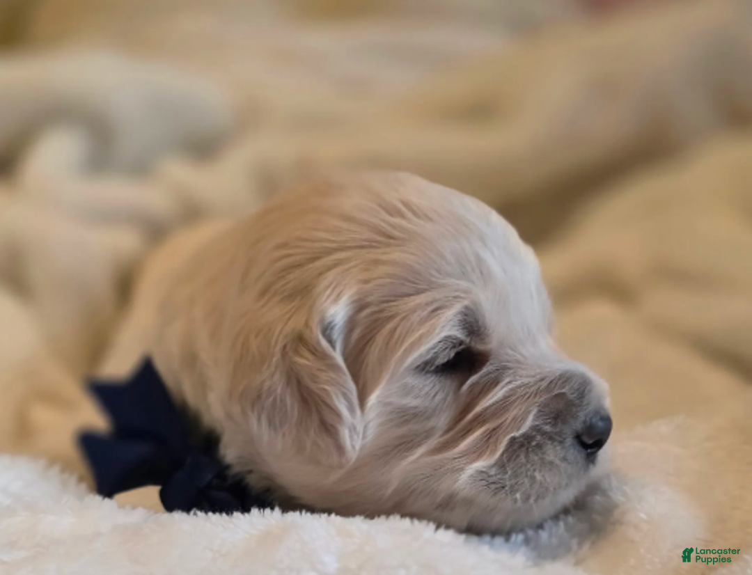 Goldendoodle dogs for sale: Winston - Ad 3