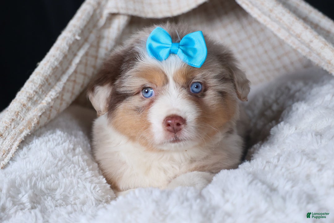 Miniature Australian Shepherd dogs for sale: SCOOTER - Ad 19