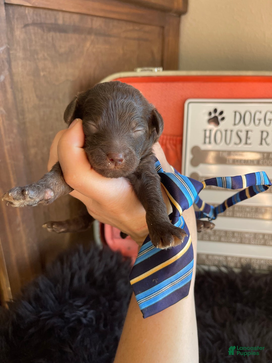 Miniature Poodle dogs for sale: Akc Clear Chocolate Phantom Boy 2 - Ad 20