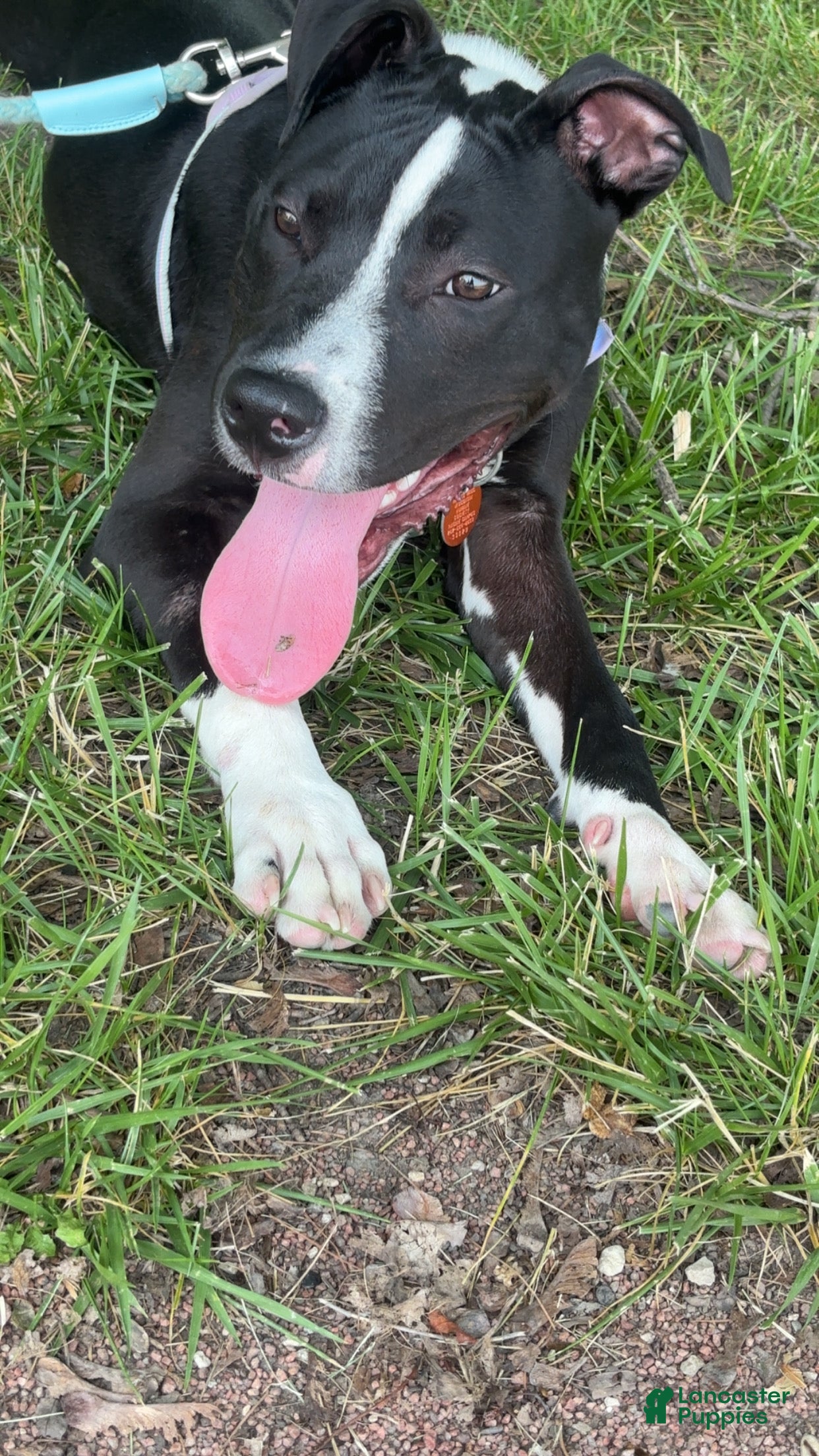 Mixed Breed dogs Stitch - Ad 24