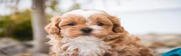 Shihpoo dogs for sale: Bowie - Ad 6