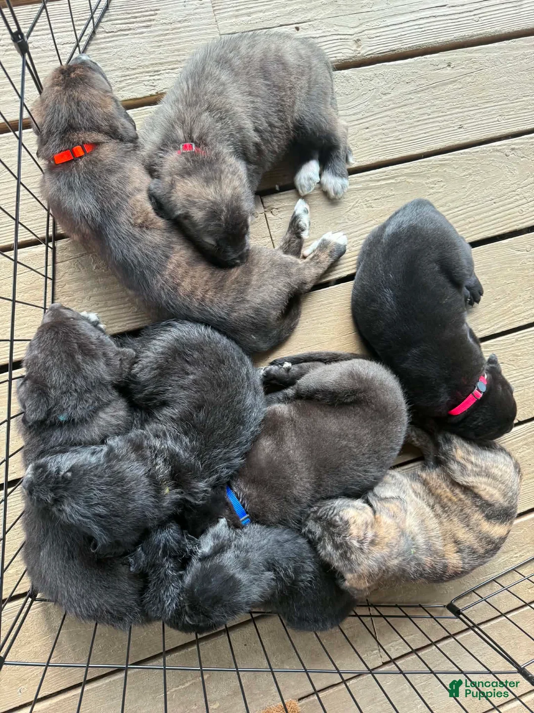 Mixed Breed dogs for sale: Thor - Ad 1