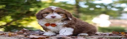 Mini Aussiedoodle dogs for sale: Charlie - Ad 6