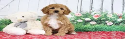Mini Goldendoodle dogs for sale: Adora - Ad 3