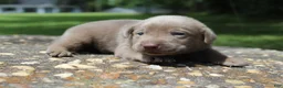 Labrador Retriever dogs for sale: Bliss - Ad 5