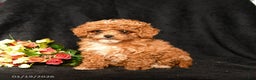 Miniature Poodle dogs for sale: Floofer - Ad 1