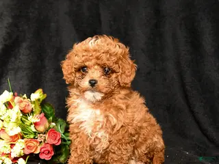 Miniature Poodle dogs Floofer - Ad 35
