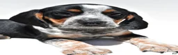 Beagle dogs for sale: Roger - Ad 9