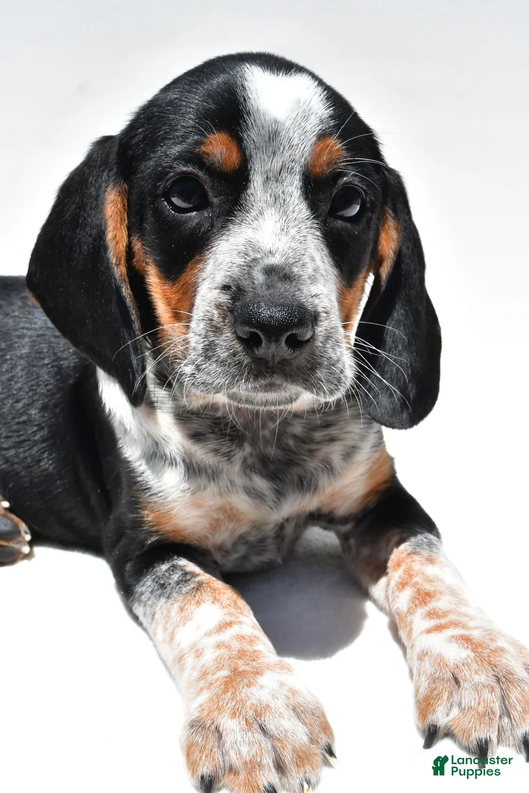 Beagle dogs for sale: Roger - Ad 9