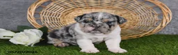 English Bulldog dogs for sale: Hailey - Ad 1