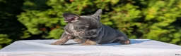 French Bulldog dogs for sale: Leo - Ad 9