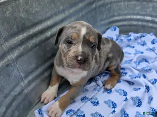 American Bully dogs American Bully Puppy 3 - Ad 9