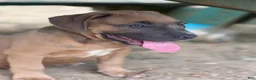 American Bully dogs for sale: Little Fellah - Ad 2