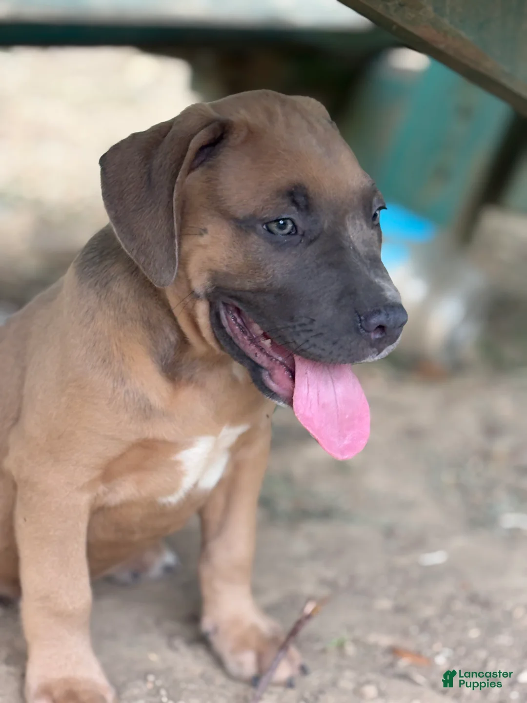 American Bully dogs for sale: Little Fellah - Ad 2