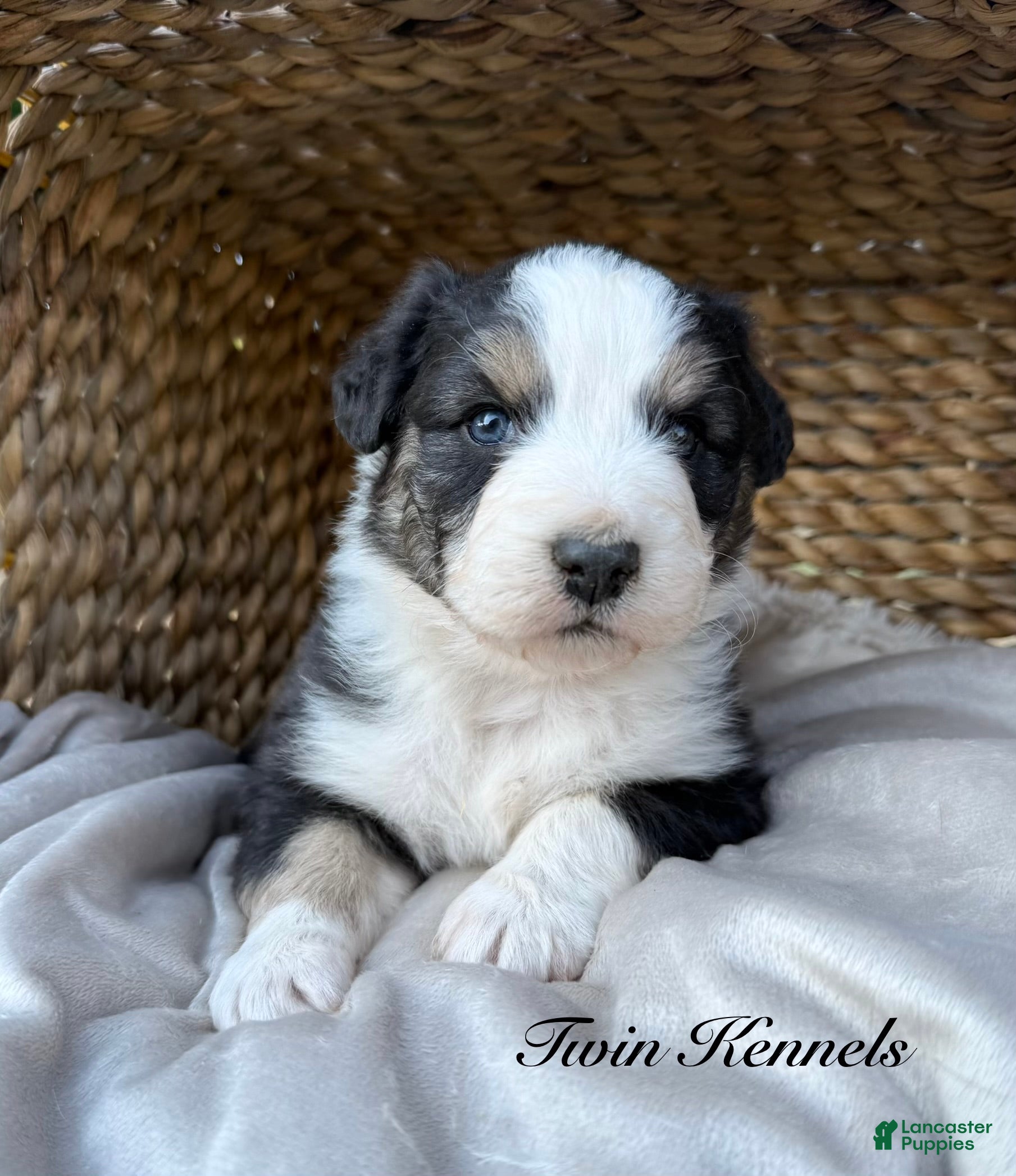 Australian Shepherd dogs Jetta - Ad 1