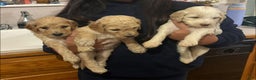 Goldendoodle dogs for sale: Goldendoodle Puppy 6 - Ad 1