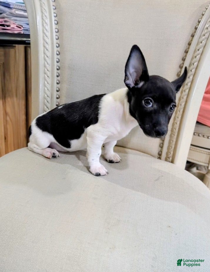Teddy Roosevelt Terrier dogs VENUS  - Ad 1
