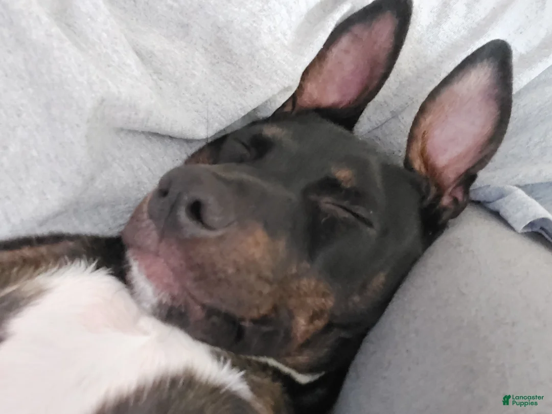 Mixed Breed dogs for sale: Mixed Breed Puppy 1 - Ad 4