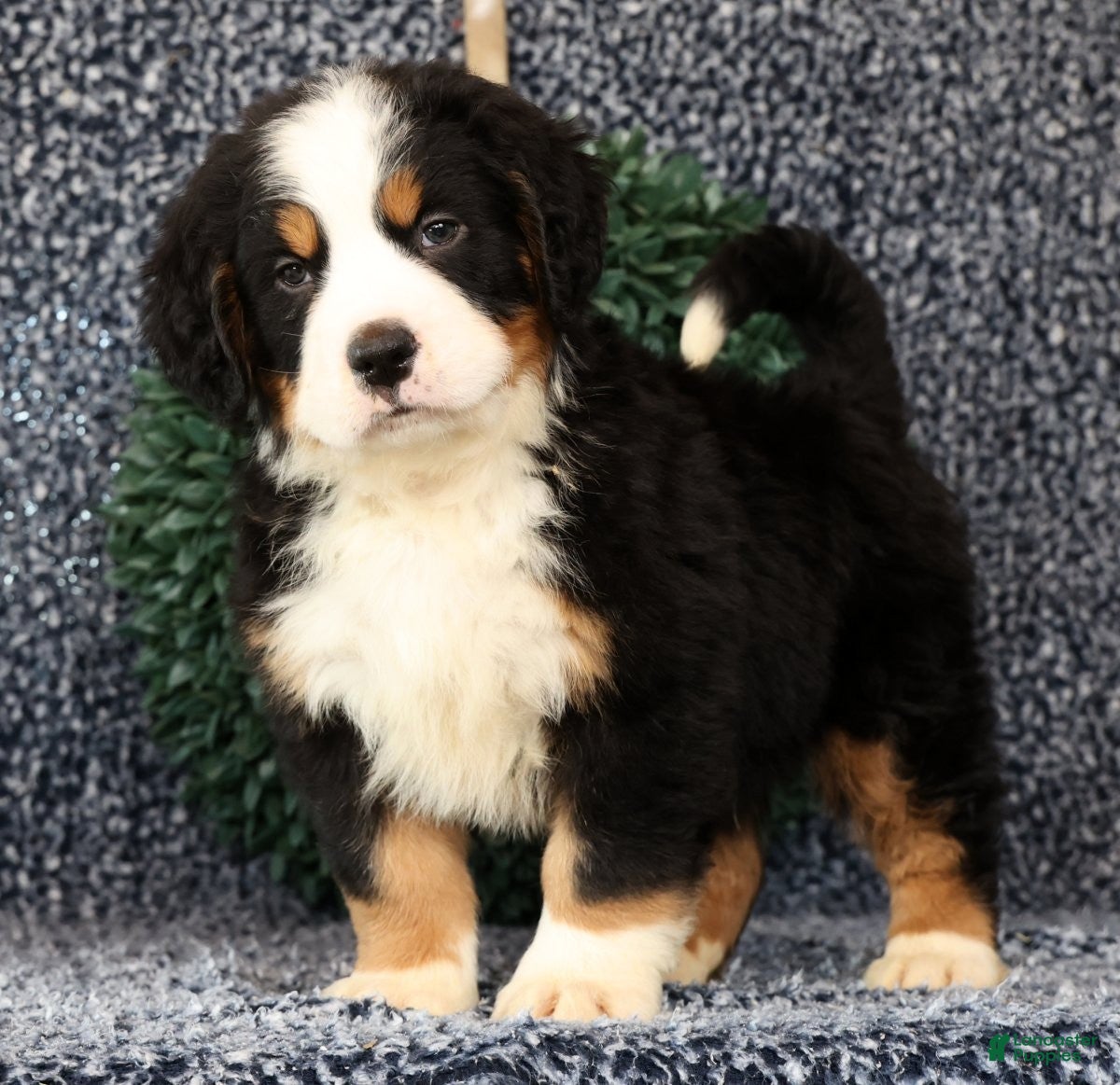 Bernese Mountain Dog dogs Zeke - Ad 1