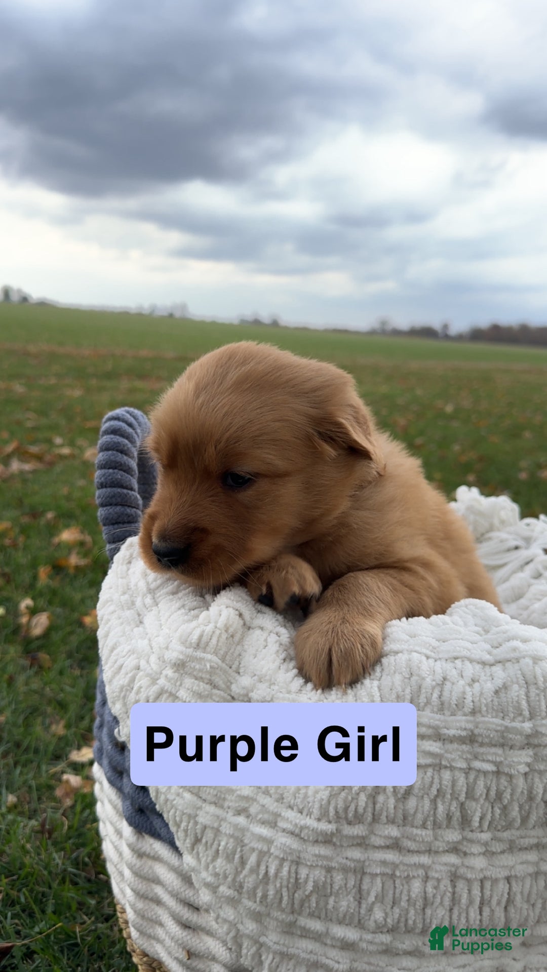 Golden Retriever dogs for sale: Golden Retriever Purple Girl - Ad 2