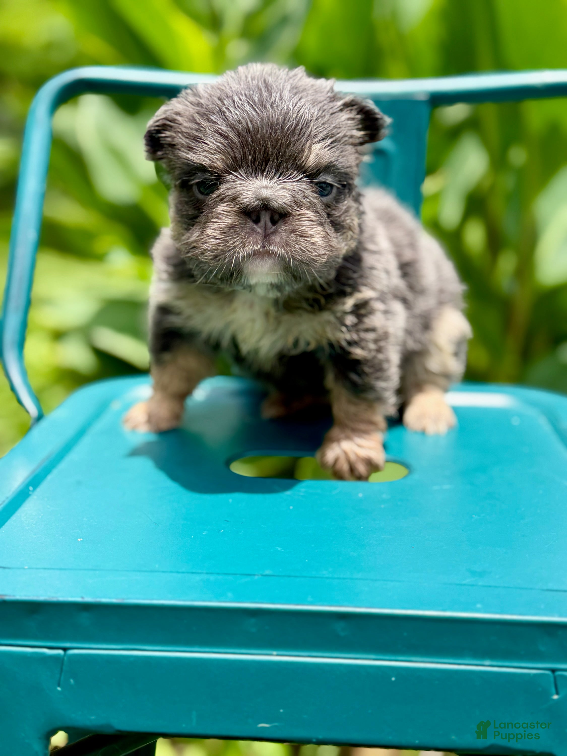 French Bulldog dogs Girl (Blue and tan fluffy) - Ad 3