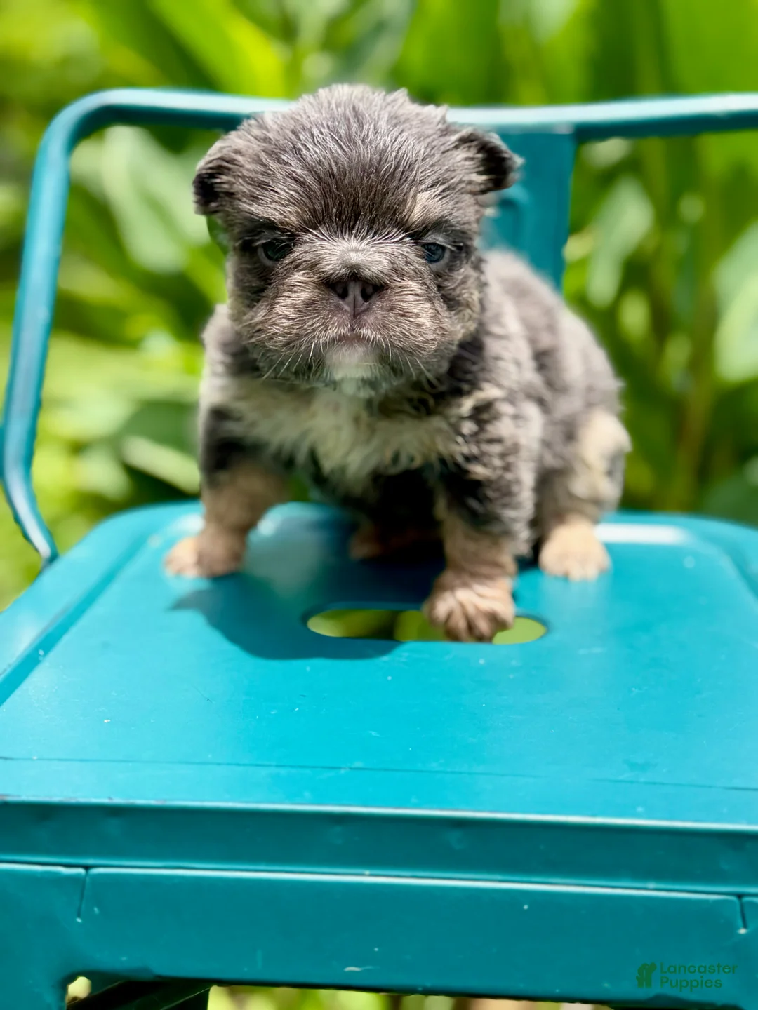 French Bulldog dogs for sale: Girl (Blue and tan fluffy) - Ad 1