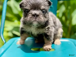 French Bulldog dogs Girl (Blue and tan fluffy) - Ad 3