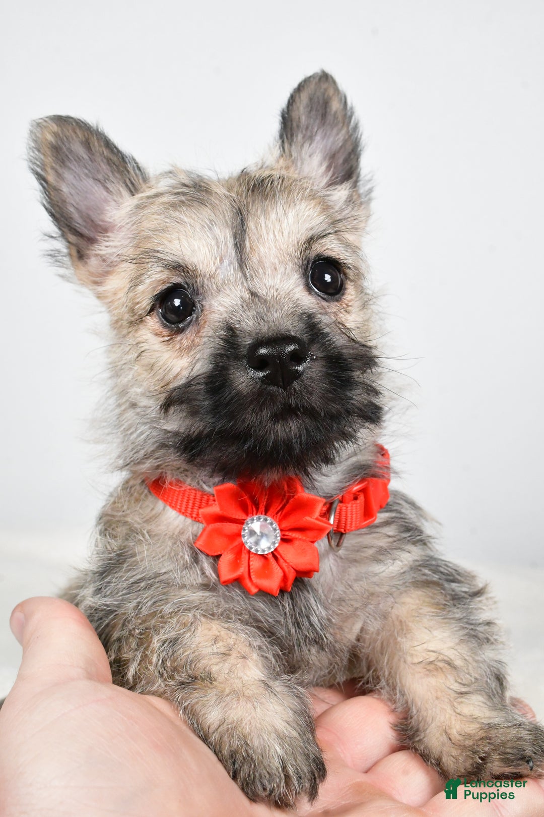 Cairn Terrier dogs for sale: Tammy - Ad 7