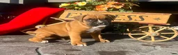 Boxer dogs for sale: Ace❤️🐾Akc Registered❤️Hip Cert🐾❤️Text 717-826-1899  - Ad 3