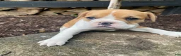 Mixed Breed dogs for sale: Hank - Ad 10