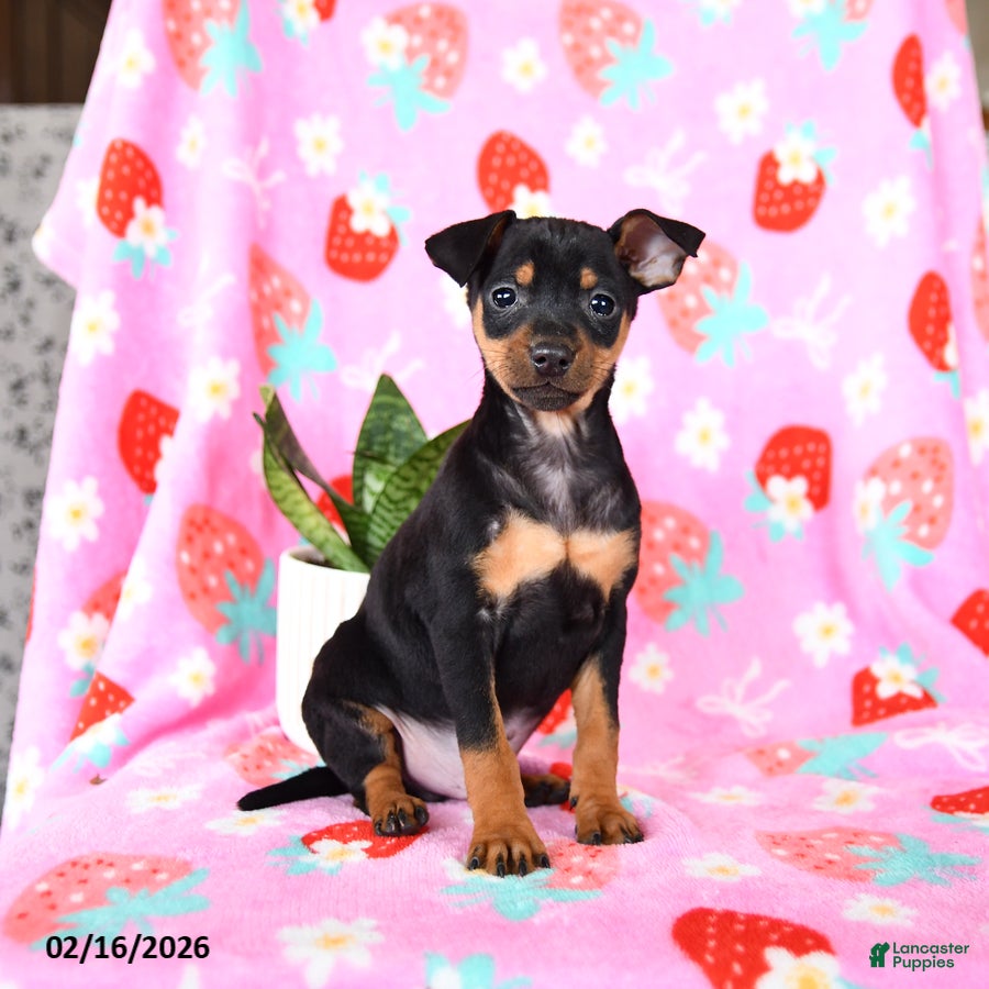 Miniature Pinscher dogs Charlie - Ad 1