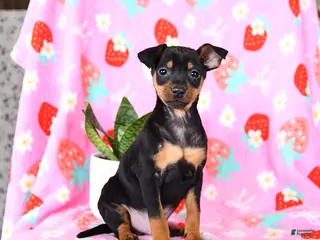 Miniature Pinscher dogs for sale: Charlie - Ad 3