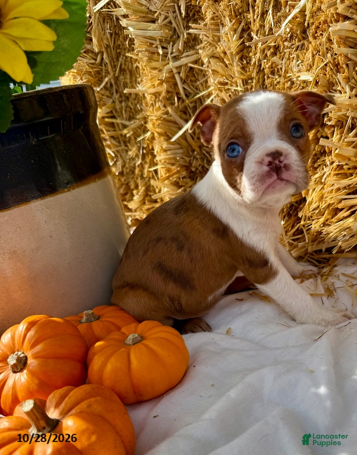 Boston Terrier dogs for sale: Winnie - Ad 1