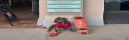 American Pit Bull Terrier dogs for stud: Sekhmet's Kennel - Ad 2